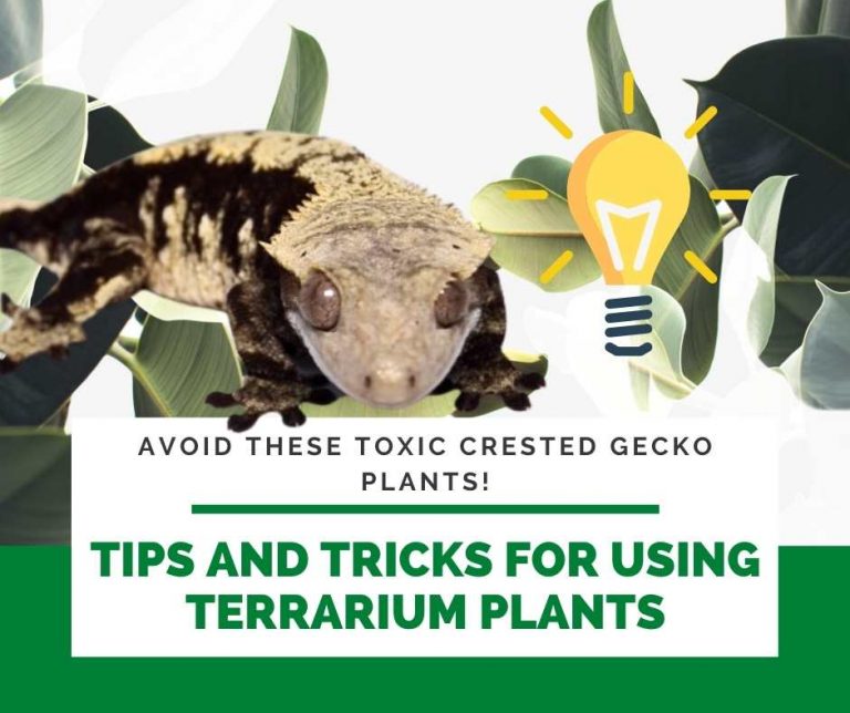 Best Crested Gecko Plants Remove These 3 Toxic Plants Out Of The