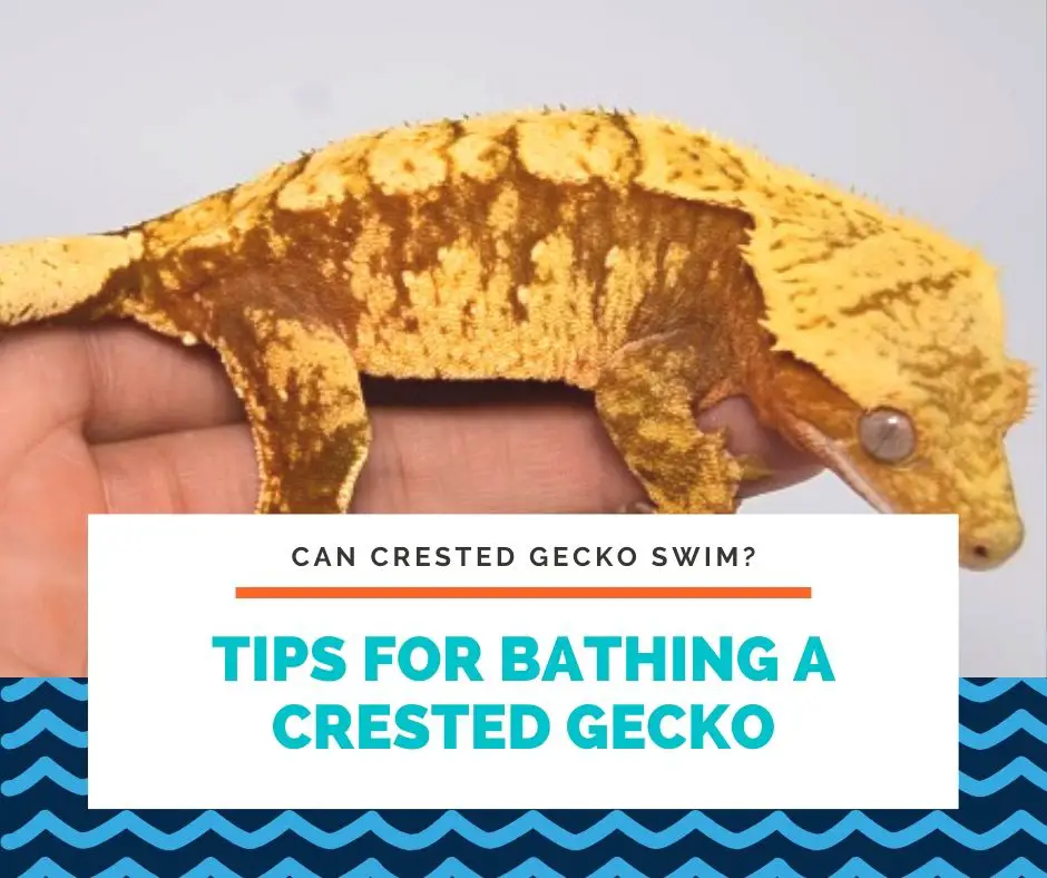 Tips For Bathing A Crested Gecko