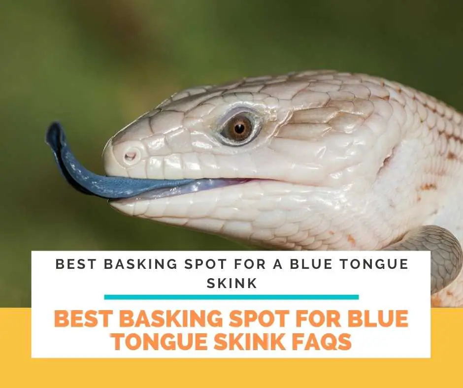 The Best Basking Spot For Blue Tongue Skink FAQs
