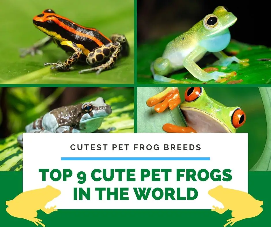 Top 9 Cute Pet Frogs In The World