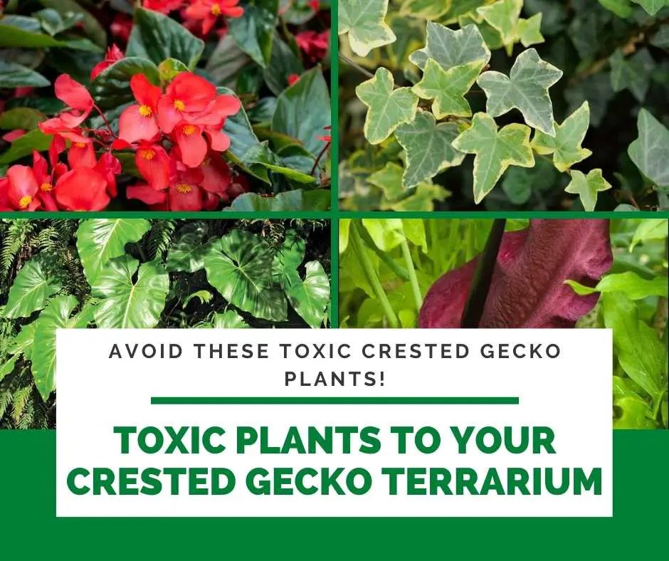 Toxic Plants To Your Crested Gecko Terrarium