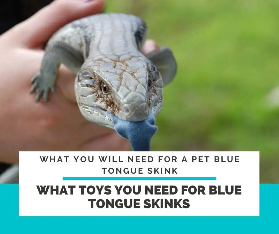 What Toys You Need For Blue Tongue Skinks