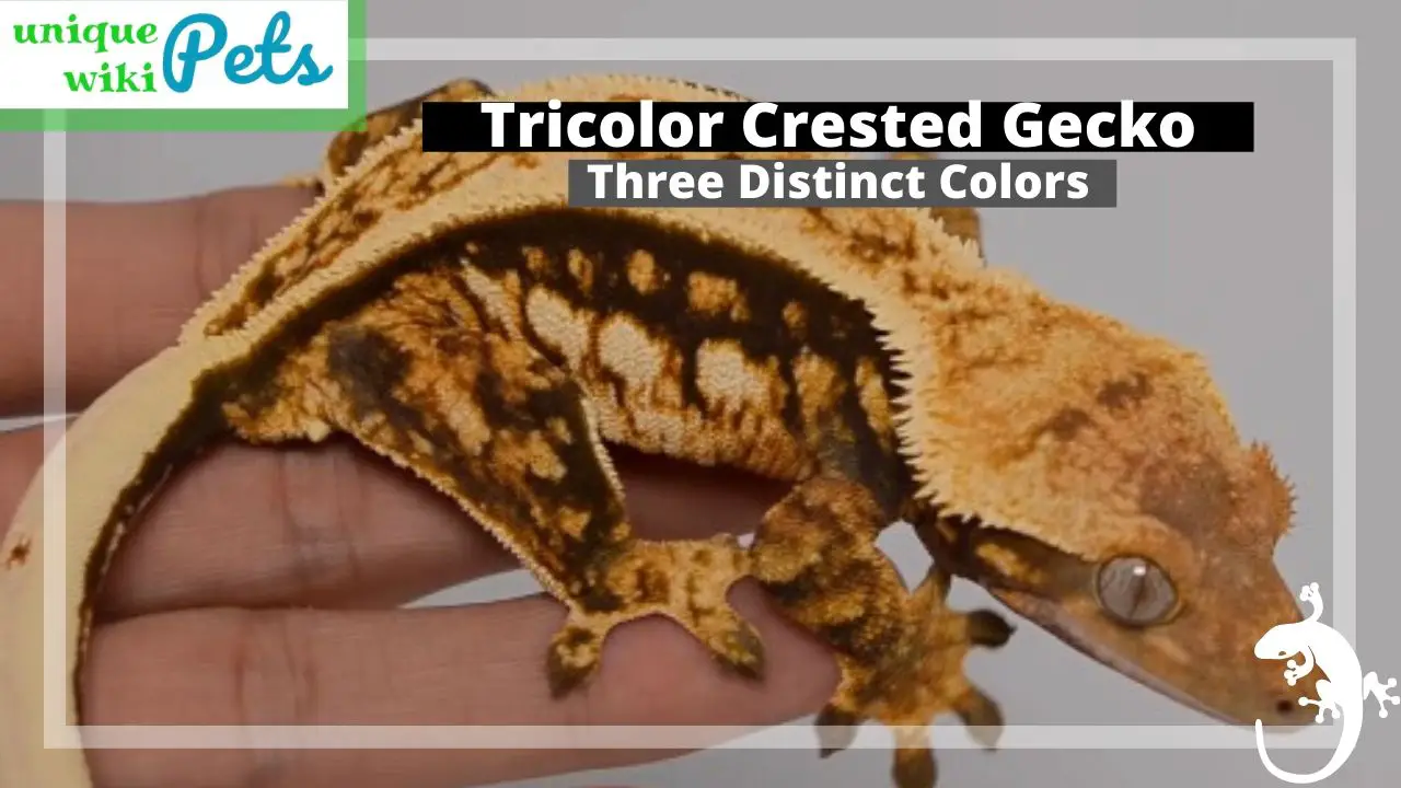 Tricolor Crested Gecko
