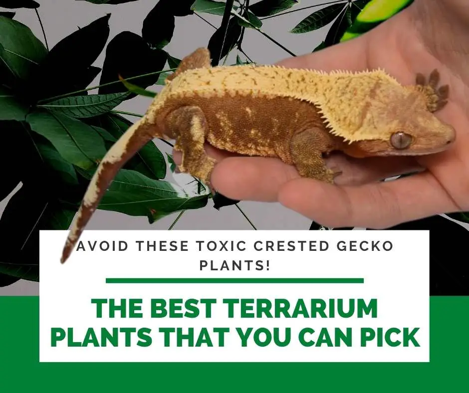 The Best Terrarium Plants That You Can Pick