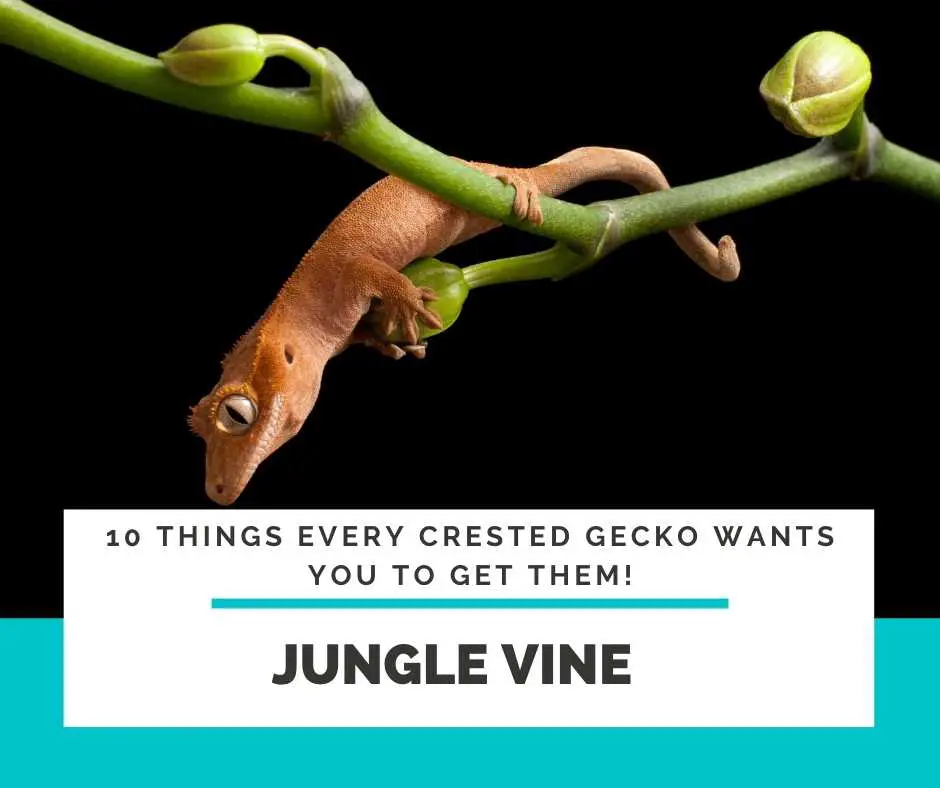 Crested Gecko Jungle Vine