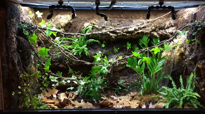 Vivarium Tank