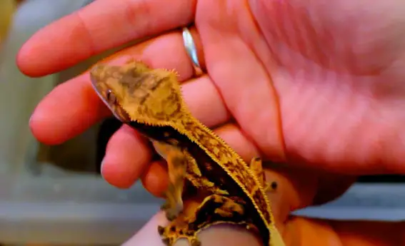 cute crested gecko