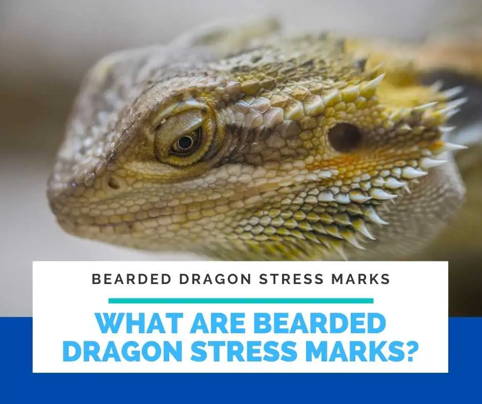 What Are Bearded Dragon Stress Marks?