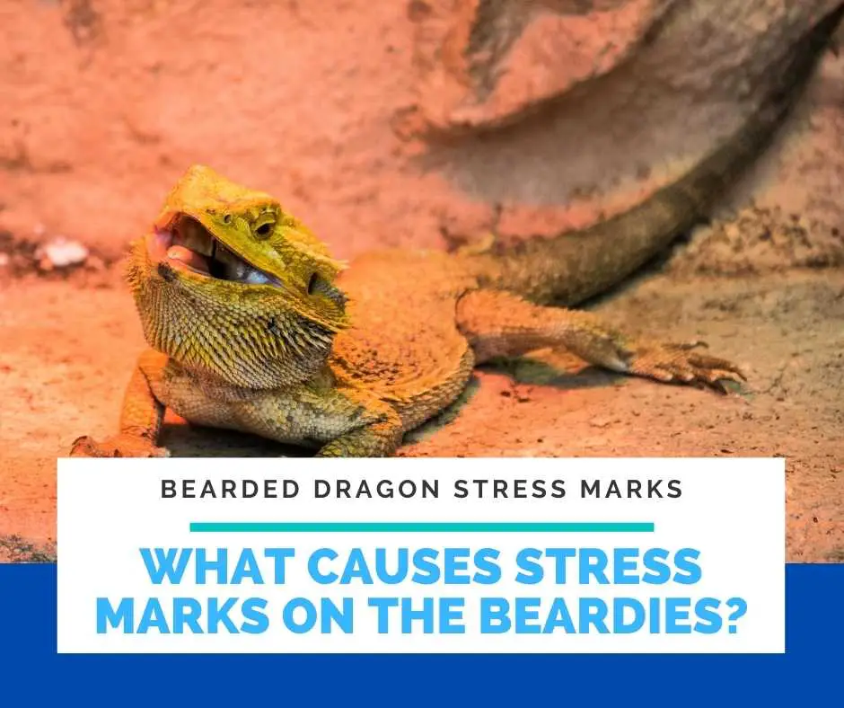 What Causes Stress Marks On The Beardies?
