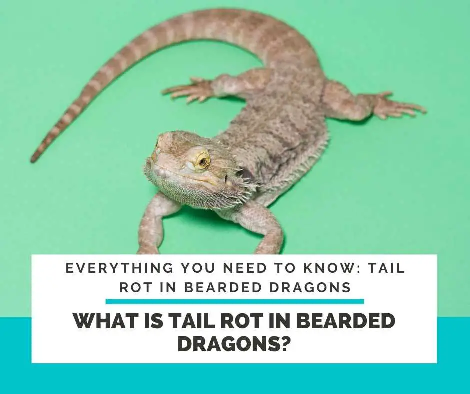 What Is Tail Rot In Bearded Dragons?