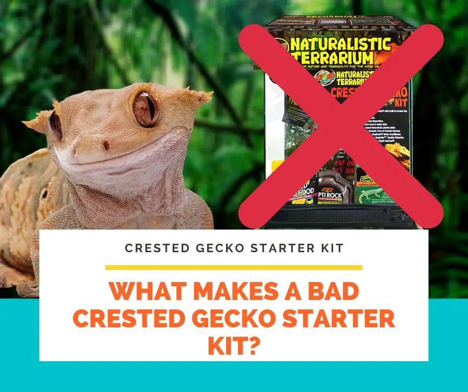 What Makes a Bad Crested Gecko Starter Kit?