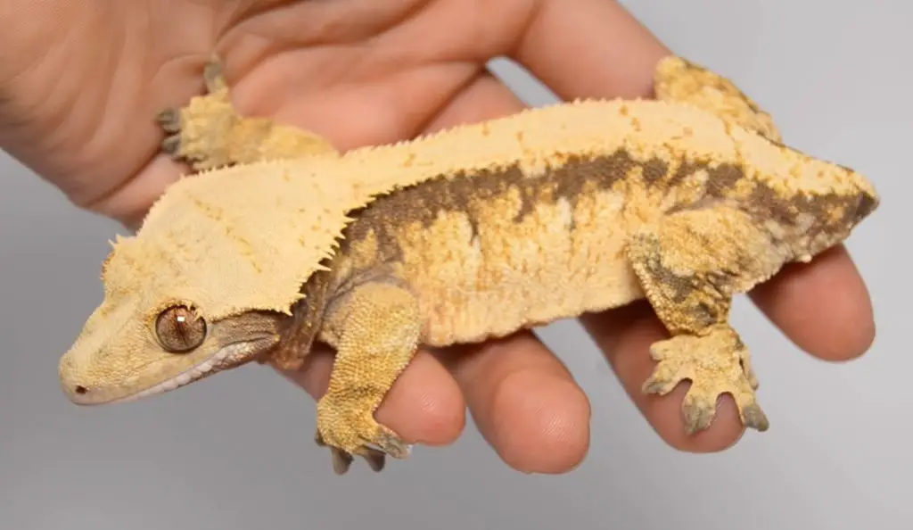 Dropped Tail rested Gecko