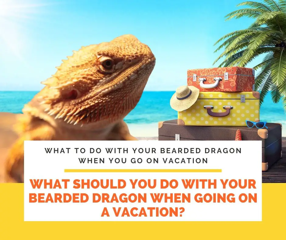What Should You Do with Your Bearded Dragon When Going on a Vacation?