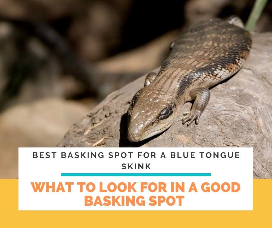 What To Look For In A Good Basking Spot For A Blue Tongue Skink