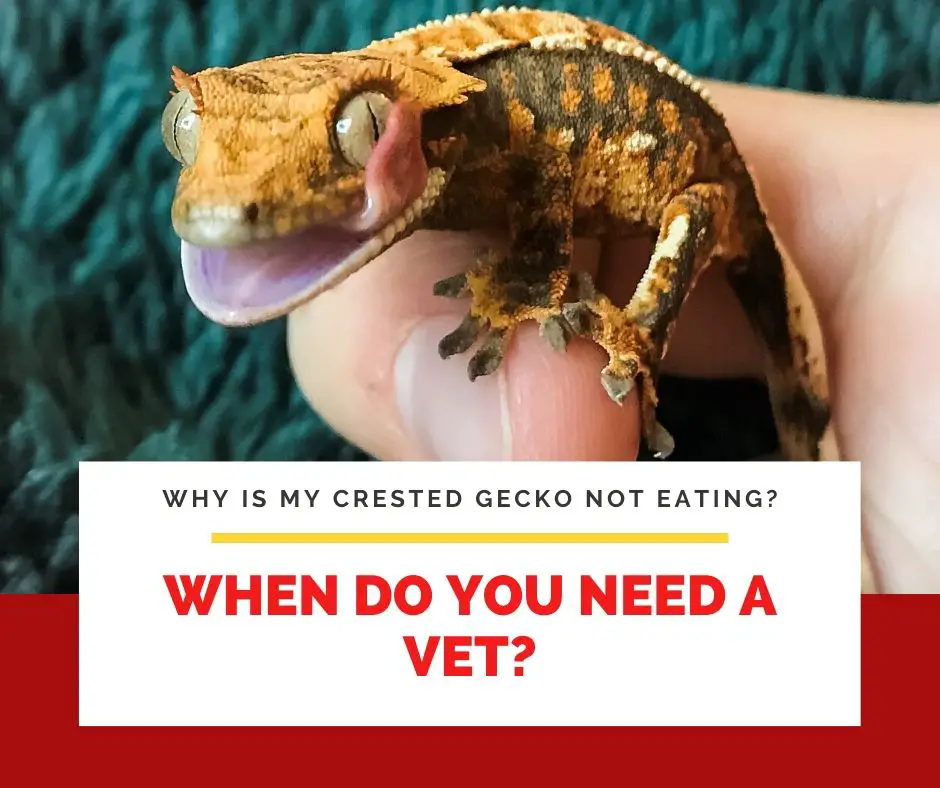 When Do You Need A Vet?