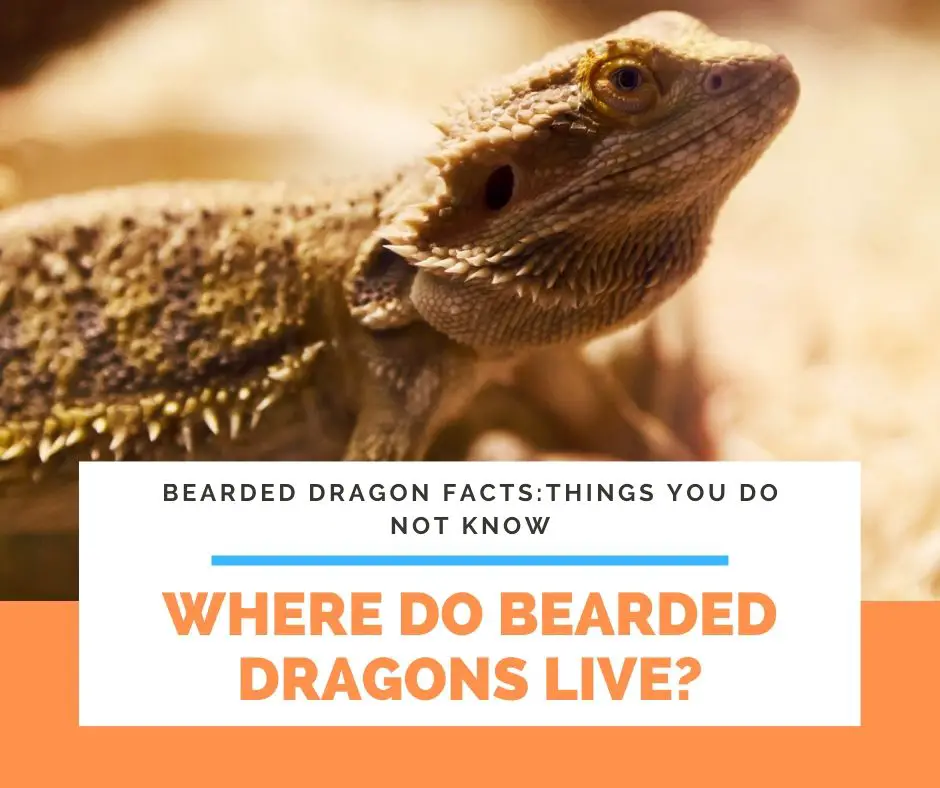 Where Do Bearded Dragons Live?