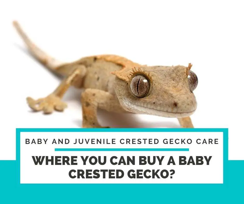 Where You Can Buy A Baby Crested Gecko?