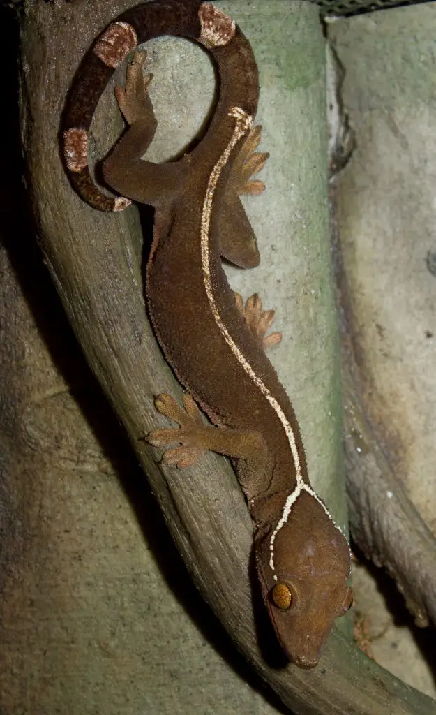 White Lined Gecko