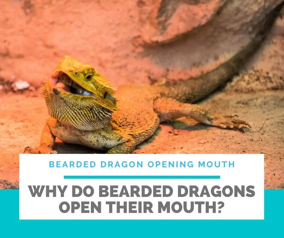 Why Do Bearded Dragons Open Their Mouth?