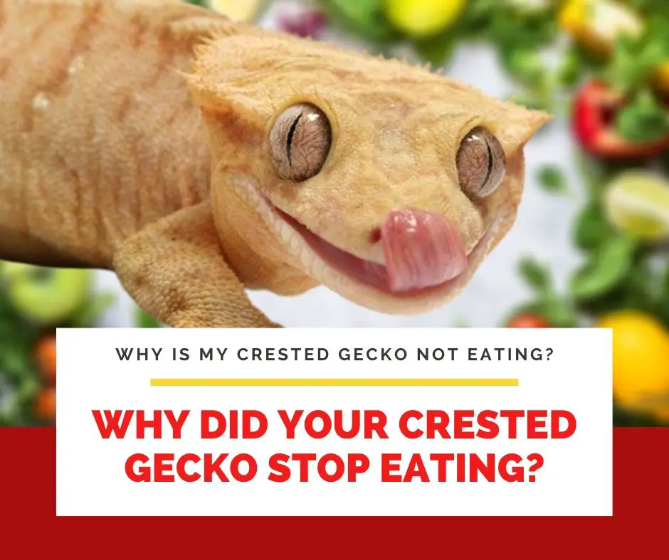 Why Did Your Crested Gecko Stop Eating?