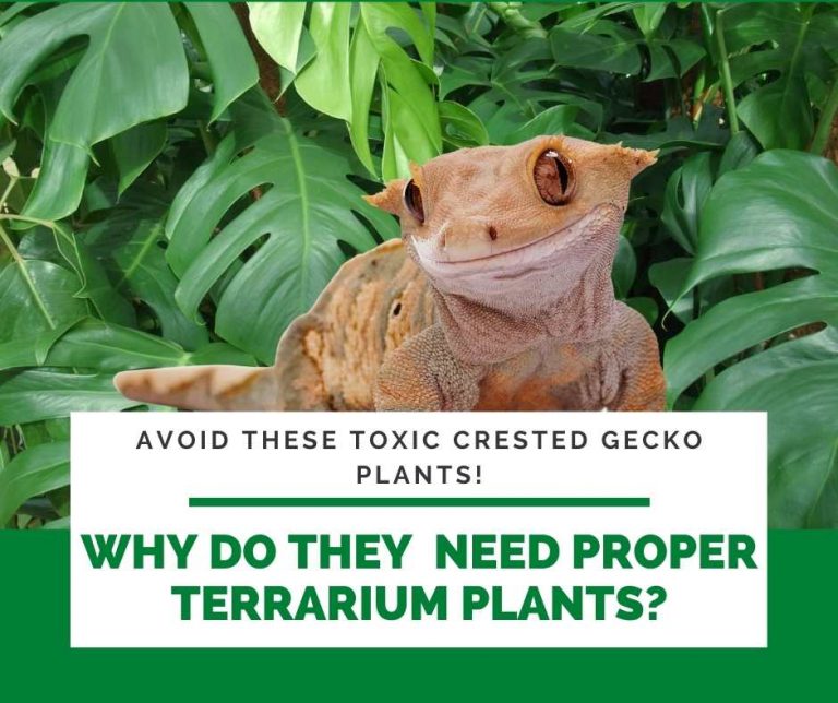 Best Crested Gecko Plants Remove These 3 Toxic Plants Out Of The