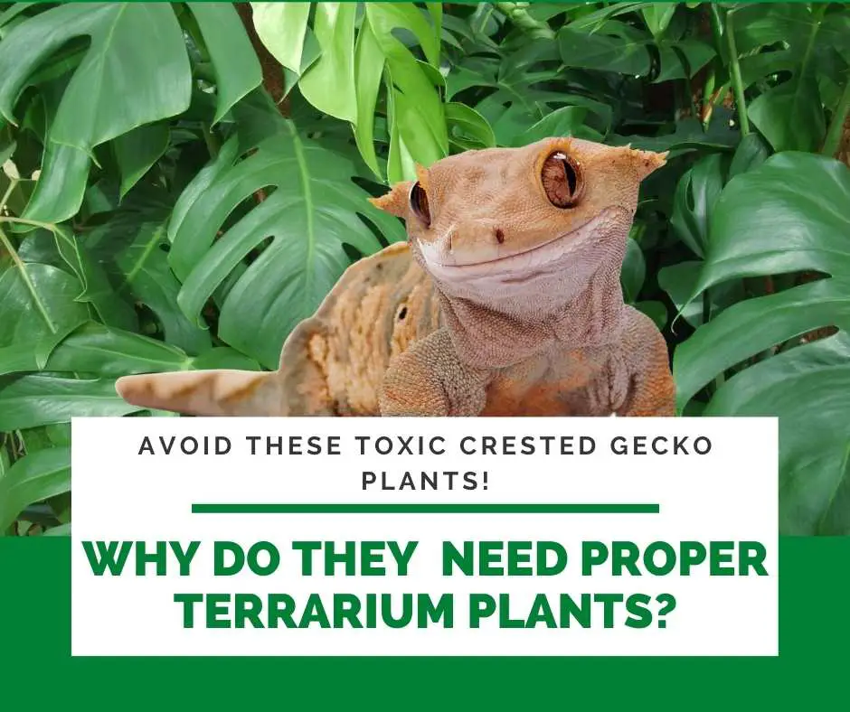 Why Do Crested Geckos Need Proper Terrarium Plants
