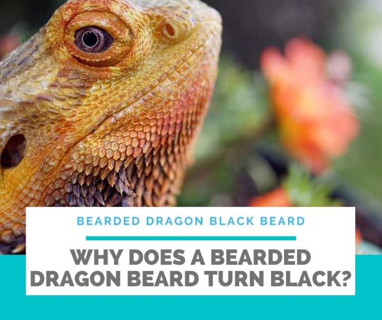 Is it normal? Bearded Dragon Black Beard