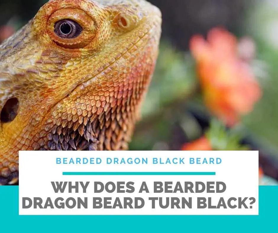 Why Does A Bearded Dragon Beard Turn Black?