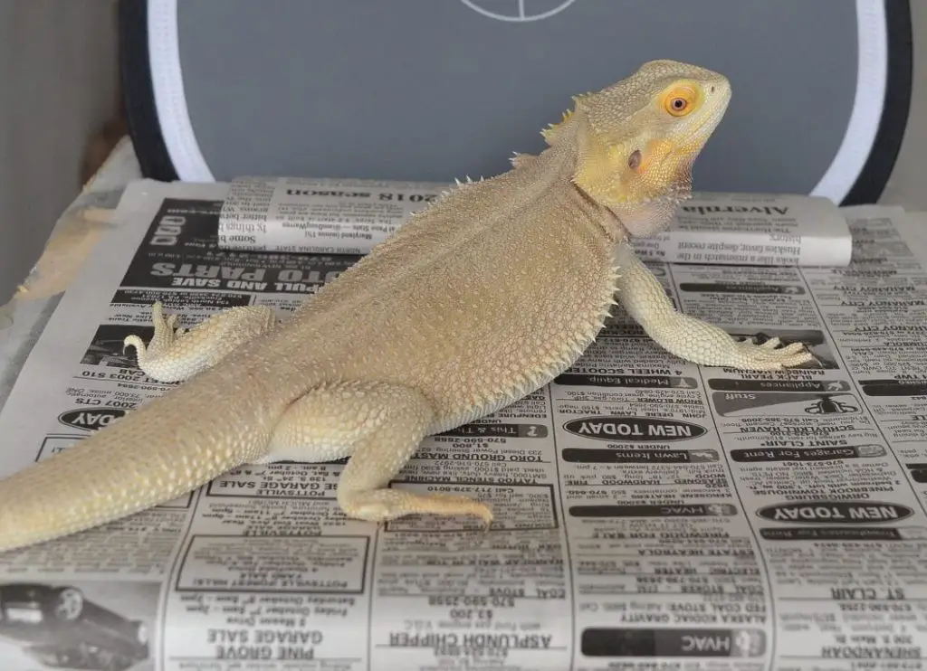 Bearded Dragon Witblits Morphs