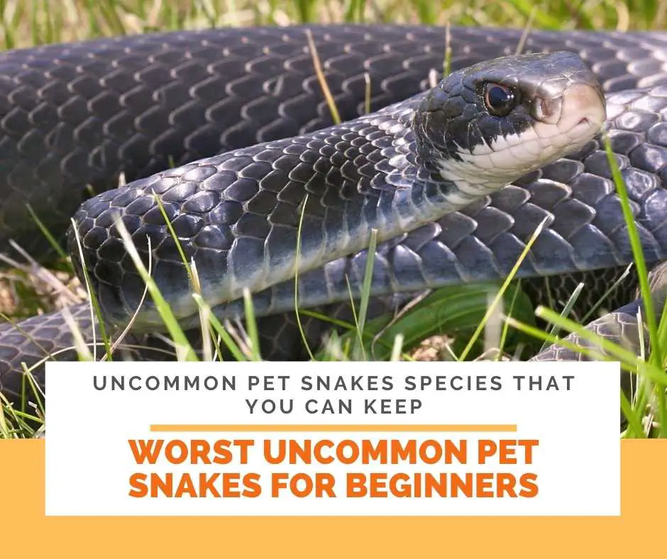 Worst Pet Snakes For Beginners: Uncommon Pet Snakes In Keeping