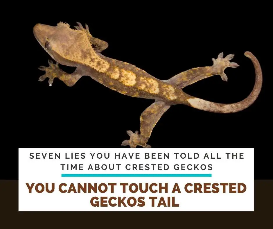 You Cannot Touch A Crested Geckos Tail Or It Instantly Falls Off