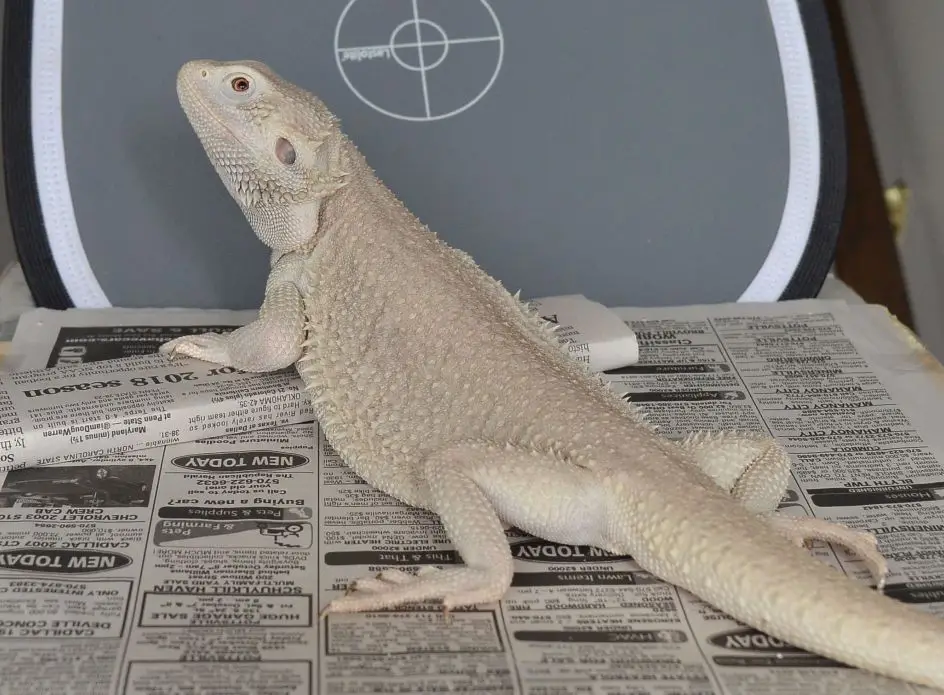 Bearded Dragon Zero Morph