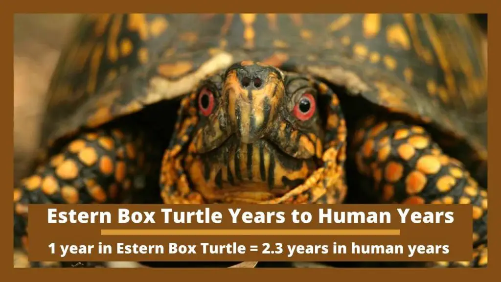 Estern Box Turtle Years to Human Years