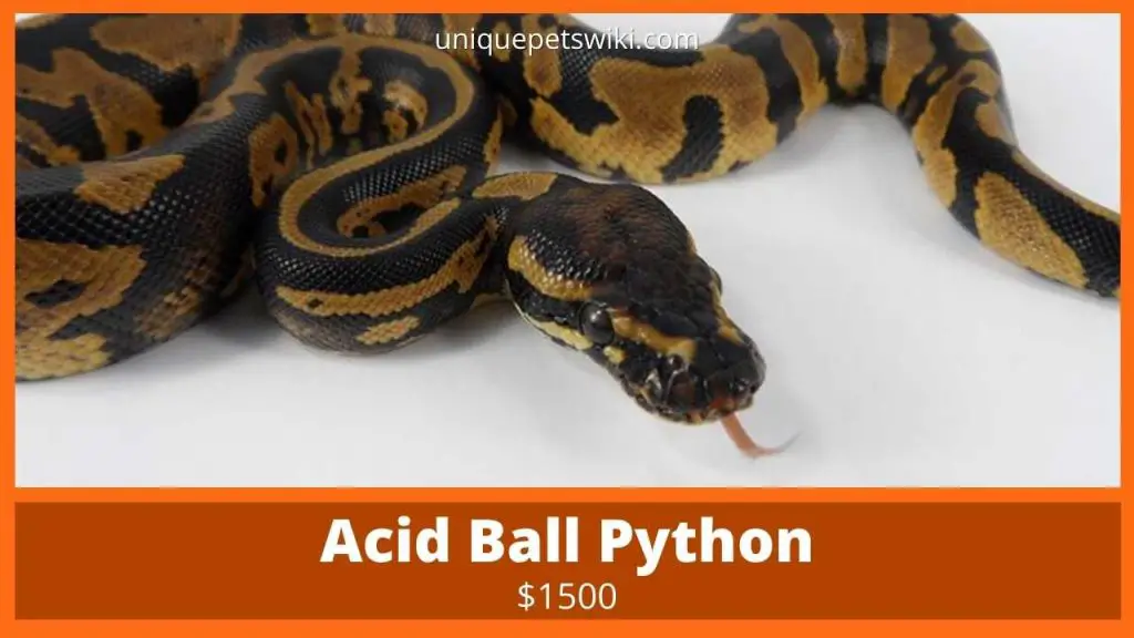 Acid Ball Pythons 