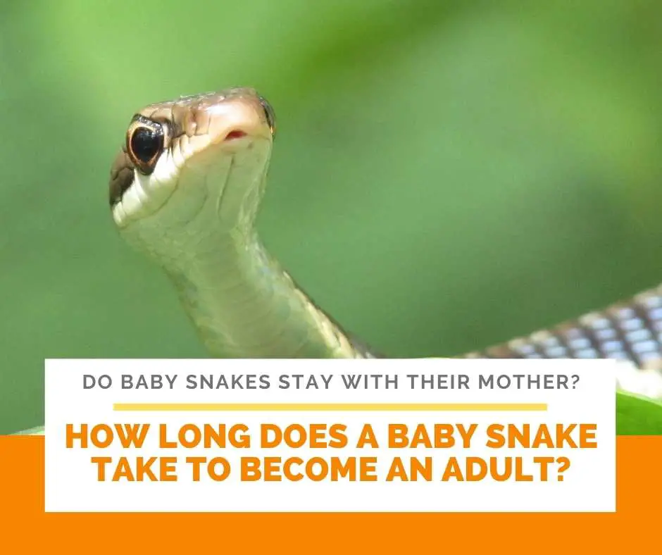 How Long Does A Baby Snake Take To Become An Adult?