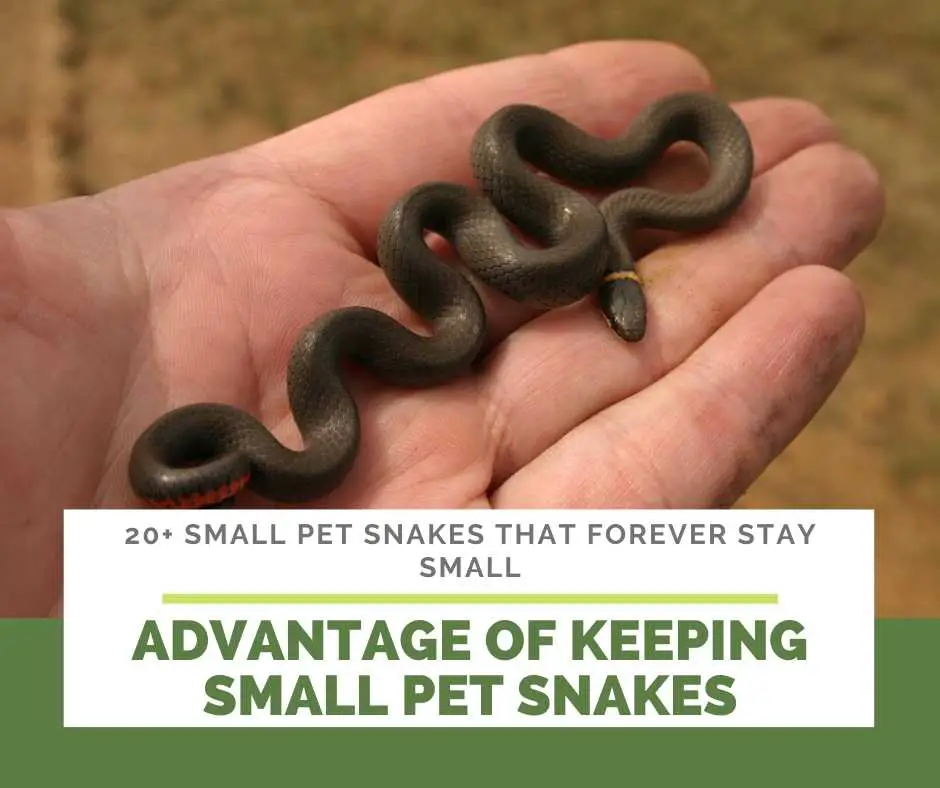 Advantage Of Keeping Small Pet Snakes