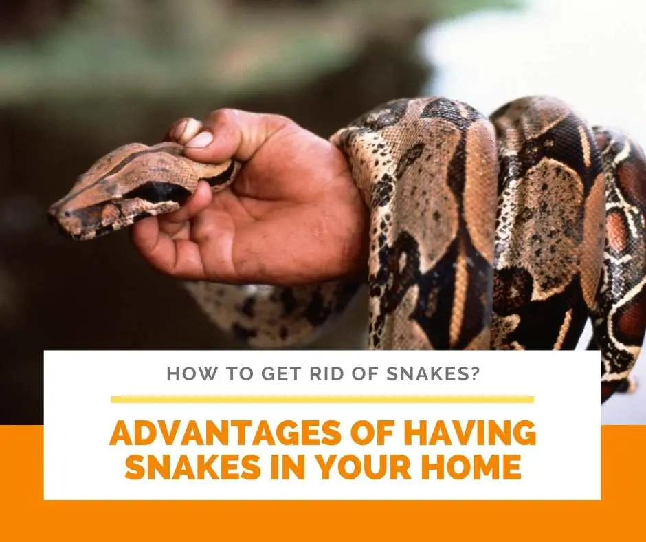 Advantages Of Having Snakes In Your Home