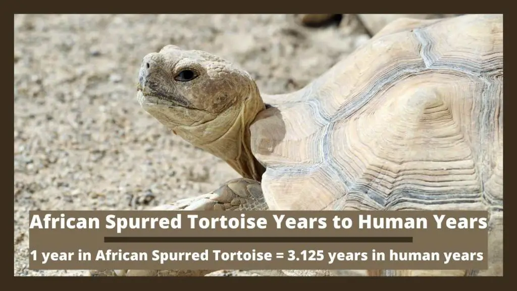 African Spurred Tortoise Years to Human Years