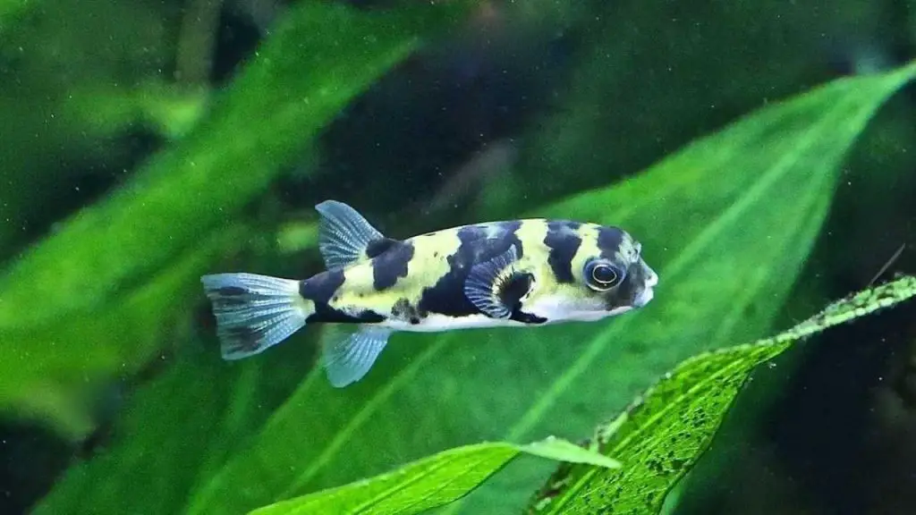 South American Puffer Fish