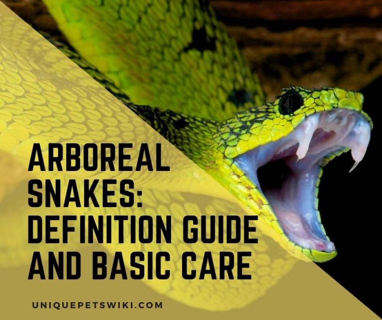 Arboreal snakes Definition Guide And Basic Care
