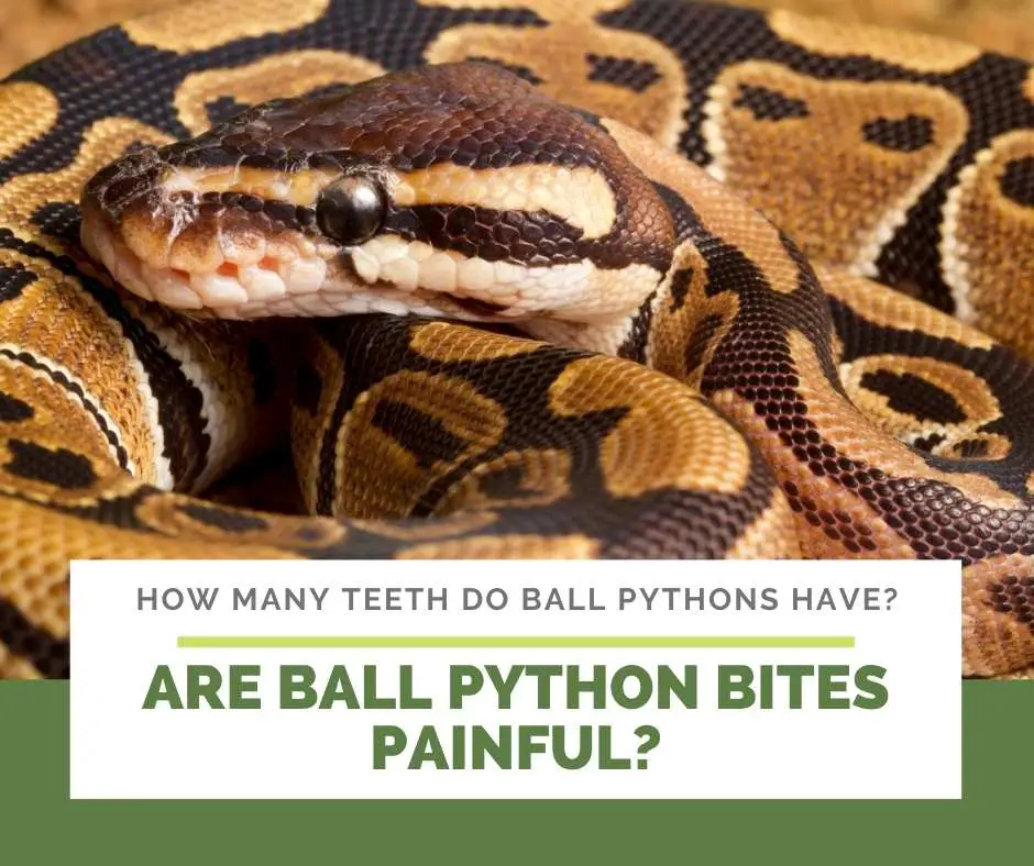 Are Ball Python Bites Painful?