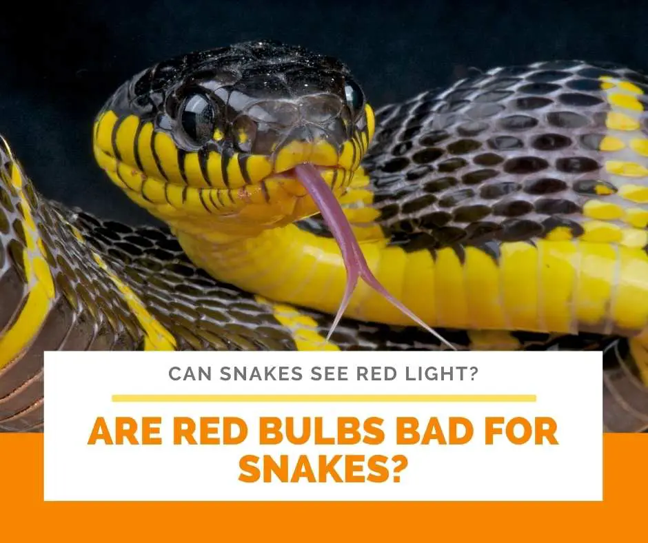 Are Red Bulbs Bad For Snakes?