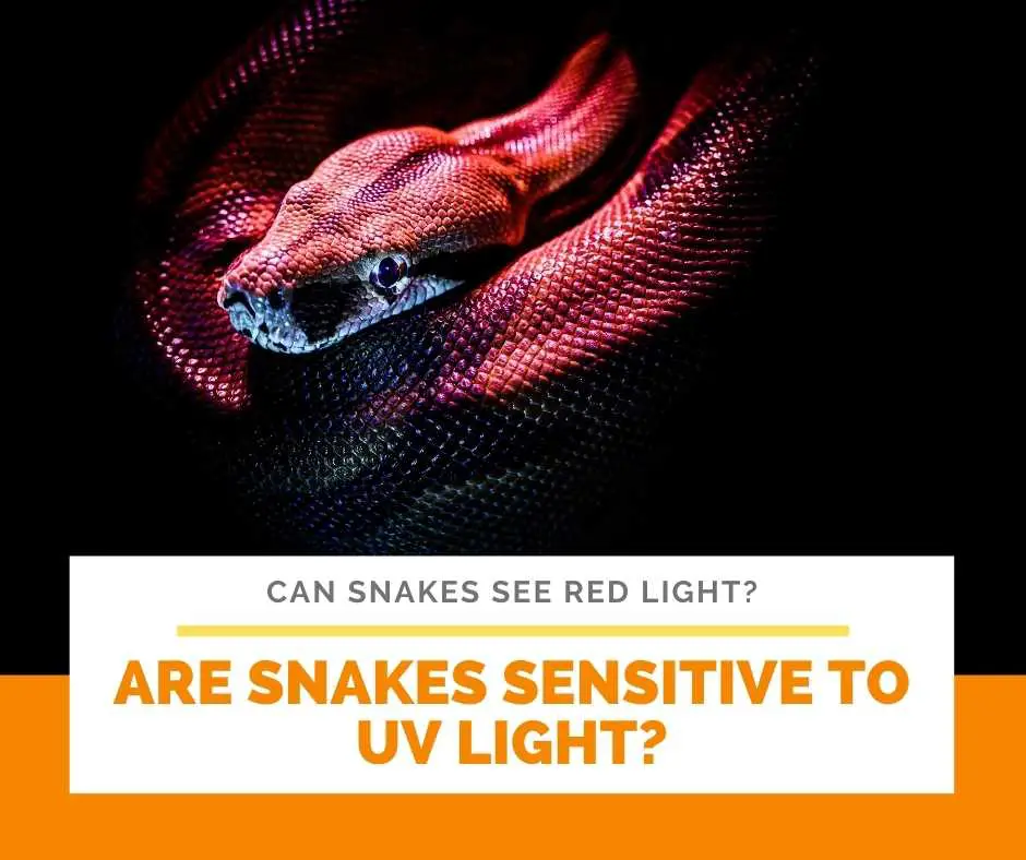 Are Snakes Sensitive To UV Light?