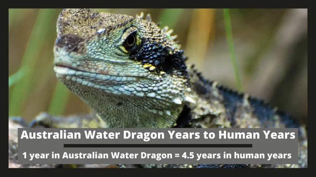 Australian Water Dragon Years to Human Years