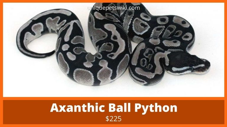 58 Ball Python Morphs: A-Z Morph Color List (With Pictures)