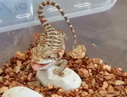 Baby Bearded Dragon Puffing Up