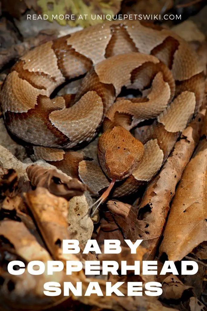 Baby Copperhead Snakes Pinterest Pin