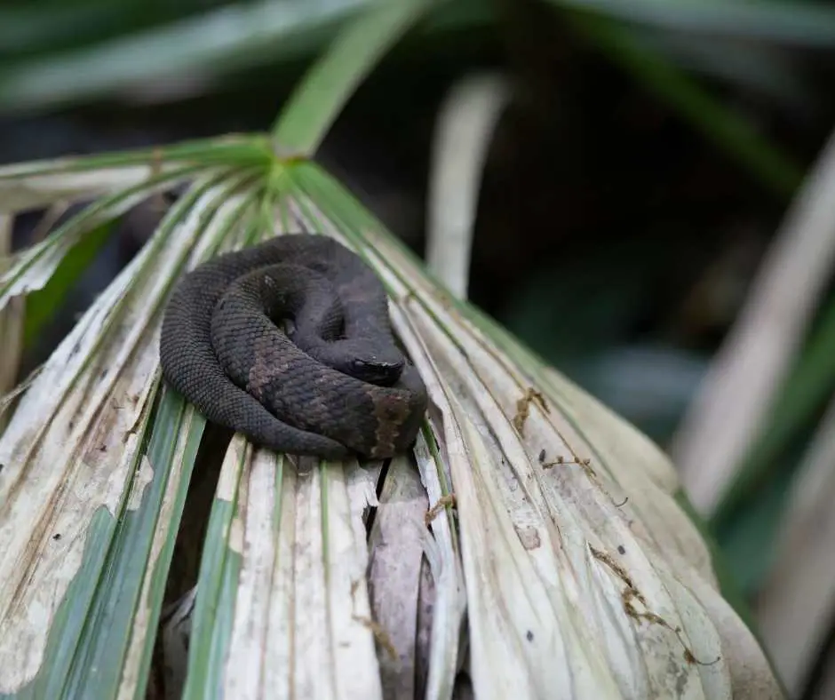 Cottonmouth Baby Snake