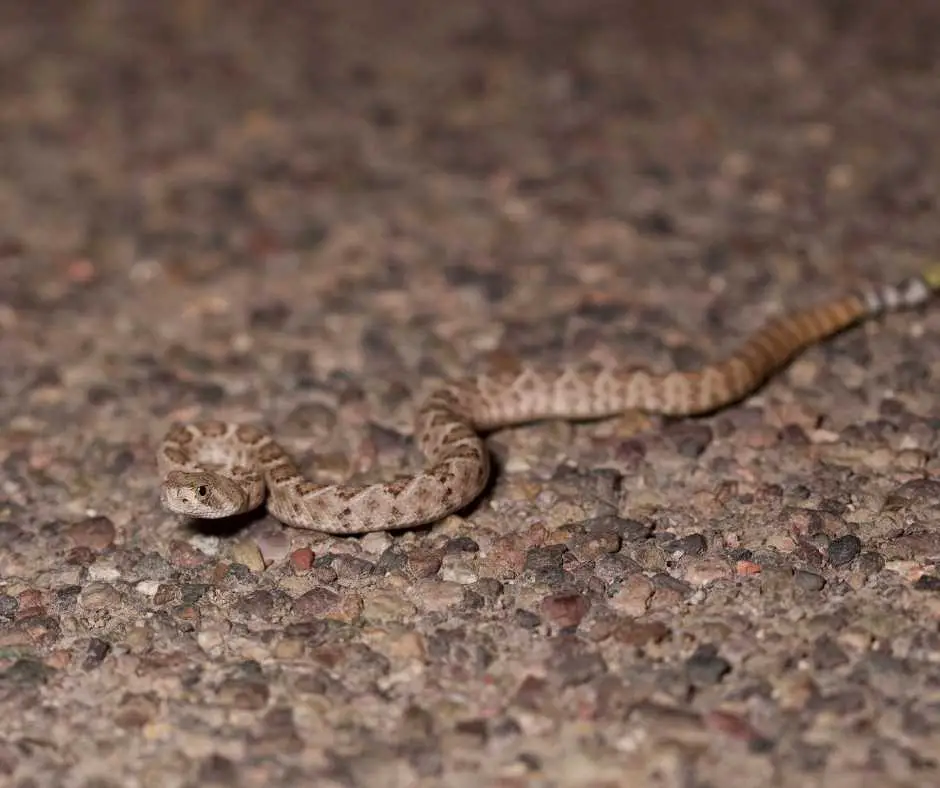 Baby Rattlesnakes