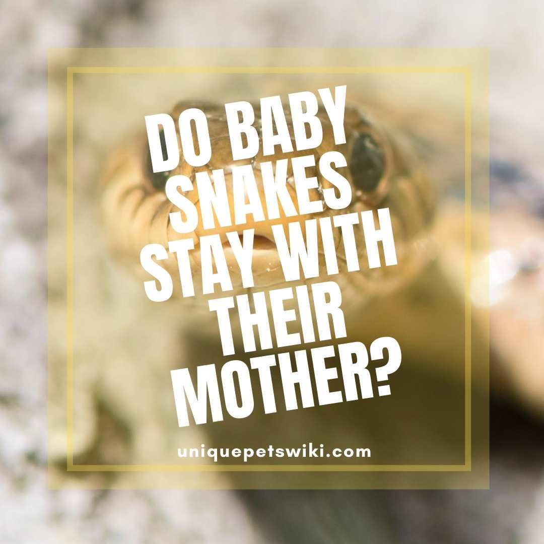 How Long Do Baby Snakes Stay With Their Mother? 